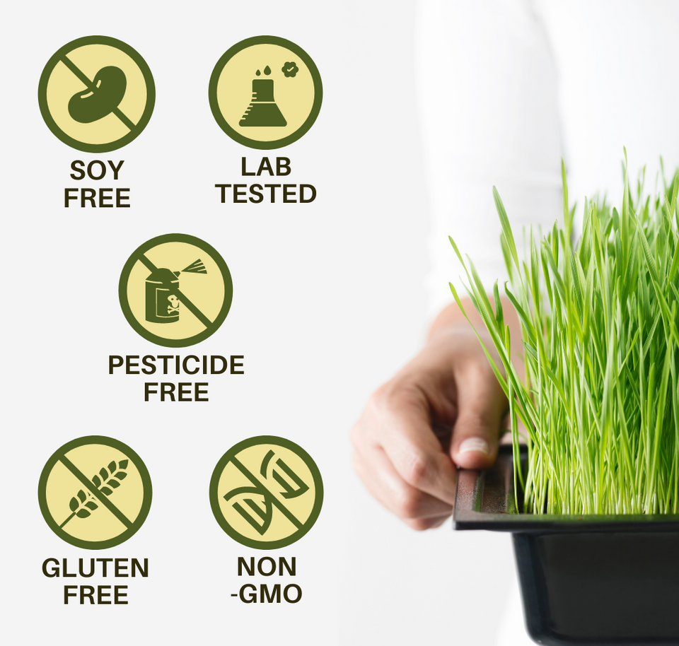 ElectroFizz Pure Wheat Grass Powder Superfood, Detox,Vegan-150 Gms Pouch